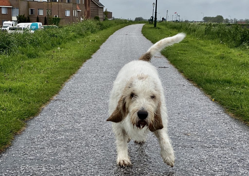 meneer Janssen natte voeten gbgv